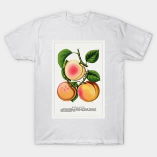 Russian Apricots Lithograph (1900) T-Shirt